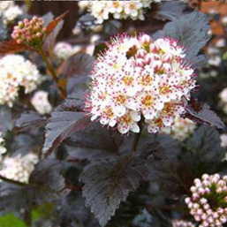    Physocarpus opulifolius Diablo  